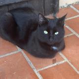 Foto de gato encontrado en Lambesc