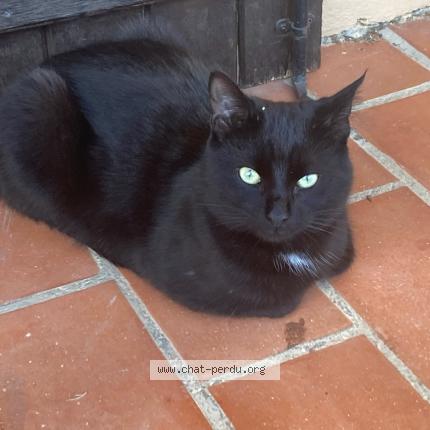 Foto 1/1 Gato encontrado Encontrado en Lambesc