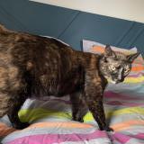 Foto del gato perdido en Angers