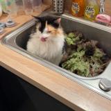 Foto del gato perdido en Chateaurenard