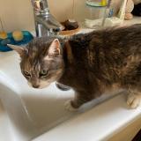 Foto del gato perdido en Oullins