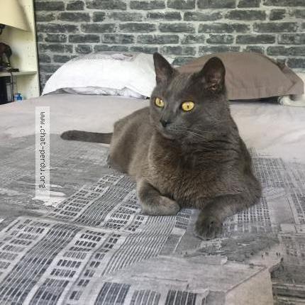 Foto 1/1 Soyeux. Chat perdido en Paris