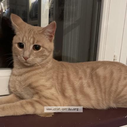 Foto 1/1 GARDFIELD Chat perdido en Taden