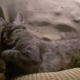 Foto del gato perdido en Cannes