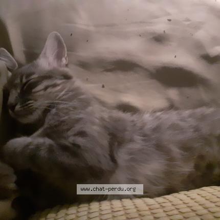 Foto 2/2 Princess Chat perdido en Cannes