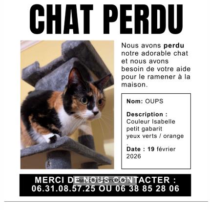 Foto 1/1 Oups Chat perdido en Lezay