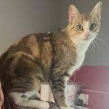 Foto del gato perdido en Vendeuvre Du Poitou