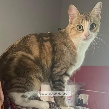 Foto 1/1 Muffin Chat perdido en Vendeuvre du poitou