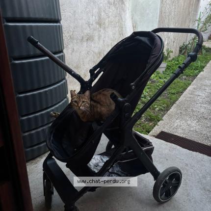 Foto 1/1 Titi Chat perdido en Bobigny