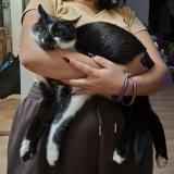 Foto del gato perdido en Ferney Voltaire