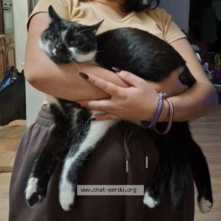 Foto 1/1 ROSANA DA SILVA SOUZA Chat perdido en Ferney voltaire