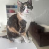 Foto de gato encontrado en Vaureal