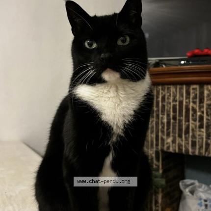 Foto 1/1 Grelot Chat perdido en Drogenbos