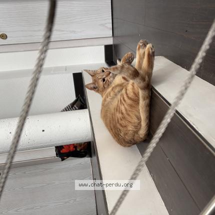 Foto 1/1 Rox Chat perdido en Froeschwiller