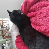 Foto del gato perdido en Marzan