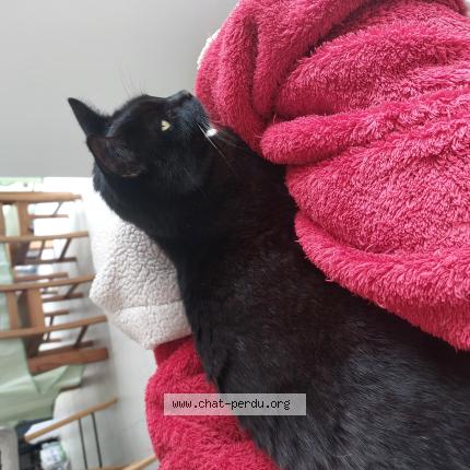 Foto 1/1 Cl&eacute;o Chat perdido en Marzan