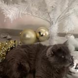 Foto del gato perdido en Montlouis Sur Loire