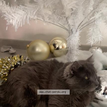 Foto 1/1 Haku Chat perdido en Montlouis sur loire