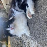 Foto del gato perdido en Cosges