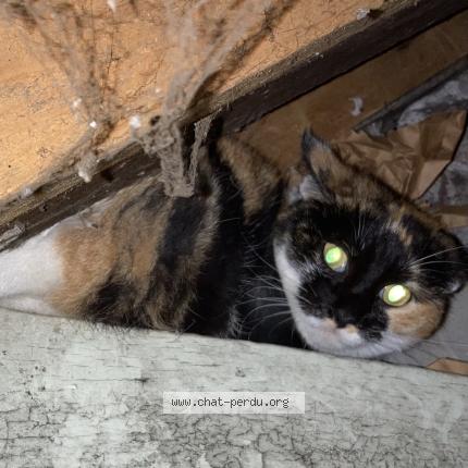 Foto 1/1 Gato encontrado Encontrado en Joigny