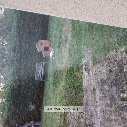 Foto 1/1 Gato encontrado Encontrado en Chatellerault