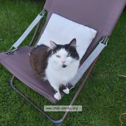 Foto 1/1 Mimie Chat perdido en Tonneville