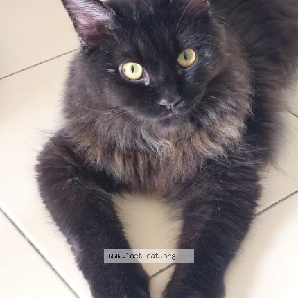 Foto 1/1 Baby Chat perdido en Singapore