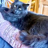 Foto del gato perdido en Lille