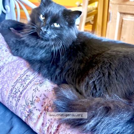 Foto 1/1 Mallow Chat perdido en Lille