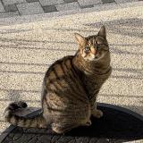 Foto del gato perdido en Mulhouse