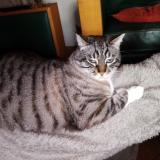 Foto del gato perdido en Isserteaux