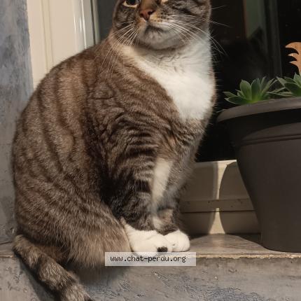 Foto 2/2 Misty Chat perdido en Isserteaux