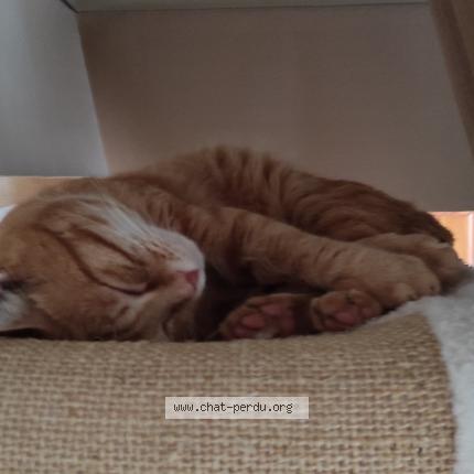 Foto 1/1 Tigrou Chat perdido en Saint georges sur cher