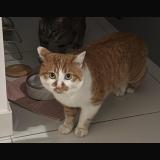 Foto del gato perdido en Chambery