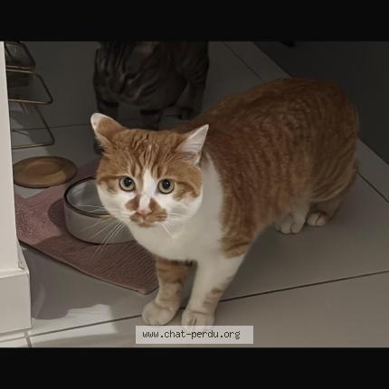 Foto 1/1 Viny Chat perdido en Chambery