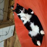 Foto del gato perdido en Joue L Abbe