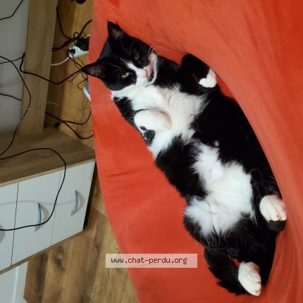 Foto 1/1 Sia Chat perdido en Joue l abbe