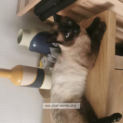 Foto 1/1 Miche miche Chat perdido en Perenchies