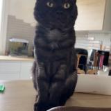 Foto del gato perdido en Vallery