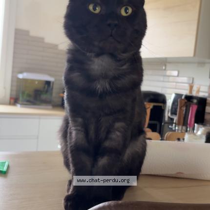 Foto 1/1 Grogu Chat perdido en Vallery