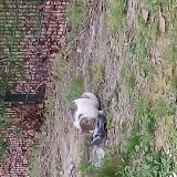 Foto de gato encontrado en Hellemmes