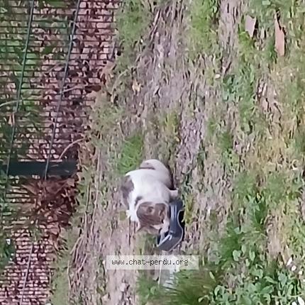 Foto 1/1 Gato encontrado Encontrado en Hellemmes