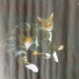 Foto del gato perdido en Saint Gemme Moronval