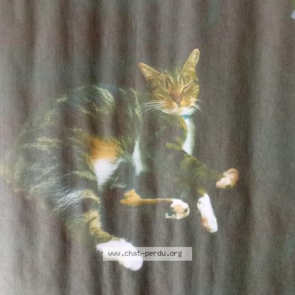 Foto 3/3 Dalla Chat perdido en Saint gemme moronval