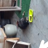 Foto de gato encontrado en Saint Chamond