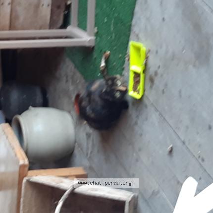 Foto 1/1 Gato encontrado Encontrado en Saint chamond