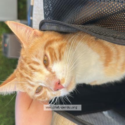 Foto 1/1 Gato encontrado Encontrado en Anse