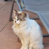 Foto de gato encontrado en Saint Thome