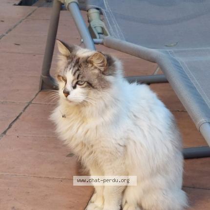 Foto 1/1 Gato encontrado Encontrado en Saint thome