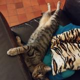 Foto del gato perdido en Grandparigny